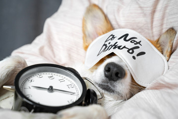 Cute red and white corgi sleeps on the bed on its back with alarm clock in paws. Head on the...