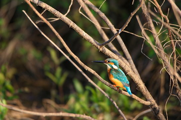 colorful bird on a branch