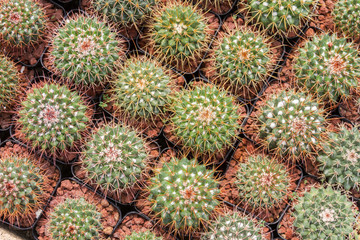 Pattern of small cacti 