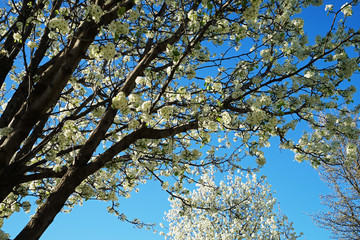 Close up cherry blossom flower tree with blue sky