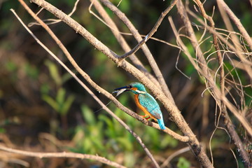 Kingfisher eating