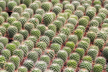 Obraz premium Pattern of small cacti arranged together