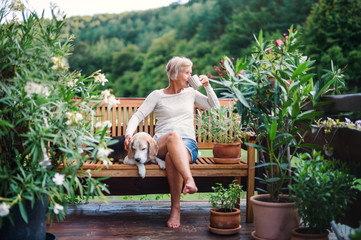 A senior woman with a dog and coffee sitting outdoors on a terrace in summer. - obrazy, fototapety, plakaty