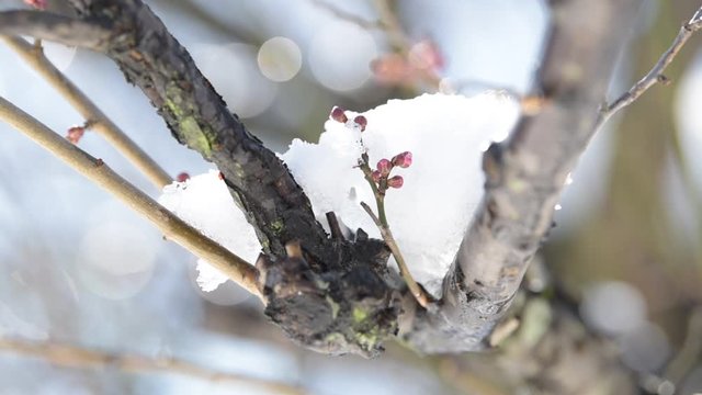 年明けや冬のイメージに使いやすい 梅と雪解けの動画