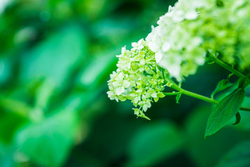 Fototapeta premium Blooming hydrangea in the garden. Shallow depth of field.