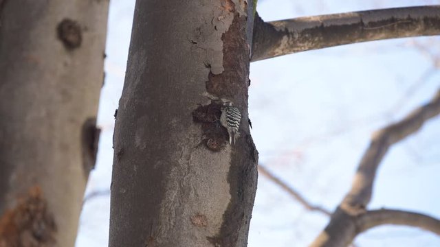 日本で一番小さいキツツキのコゲラ The smallest woodpecker in Japan