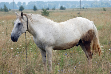 Obraz na płótnie Canvas Horse in Outdoors. Ukraine