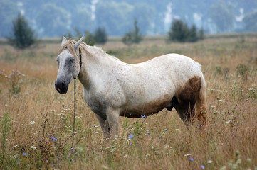 Horse in Outdoors. Ukraine