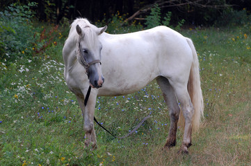 Horse in Outdoors. Ukraine