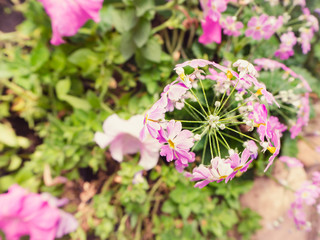 Pink blossom flower in the garden, vintage filter