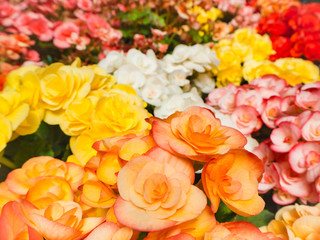 Colorful flowers on the ground in garden, warm tone, soft focus