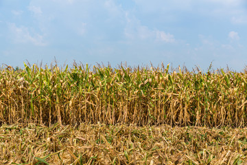 Corn field after Harvest season. Corn farm agriculture with corn tree on field. Food and grain agriculture concept. 