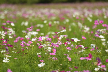 Obraz premium pink cosmos blooming pink colour flower background .cosmos flower design for illustration and presentation .spring season in holiday to fresh and natural color blossom cosmos flower field.