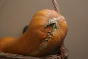 Still life with large-sized pumpkin fruit orange-coloured long with a large face-like head with a long nose and long body In the basket