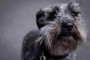 Perro schnauzer paseando por la ciudad