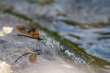Damselflies or Dragonflies stay on the rocks in ter waterfall backgrounds