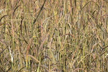 Obraz premium rice field before harvesting in farm agriculture .