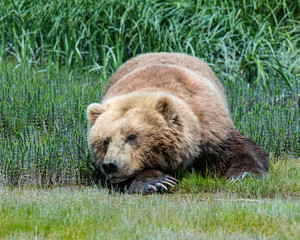 Brown Bear