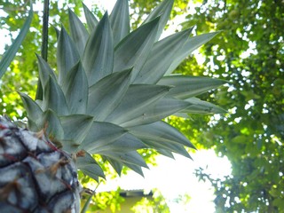 Pineapple in a different angle .