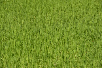 rice field before harvesting in farm agriculture .