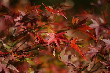 カエデの紅葉