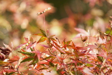 カエデの紅葉