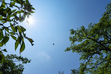 大空を羽ばたく蝶（逆光）