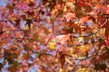 楓の紅葉