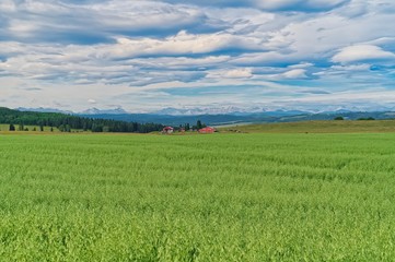 Red Barns in the Foothills