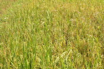 rice field before harvesting in farm agriculture .