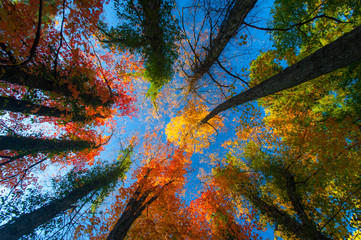 Beautiful warm autumn colors in the forest, with multicolored foliage