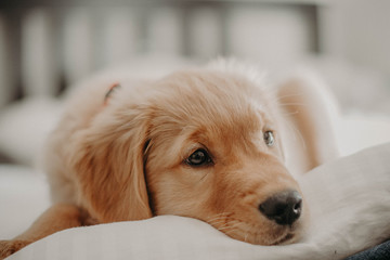 golden retriever puppy on bed