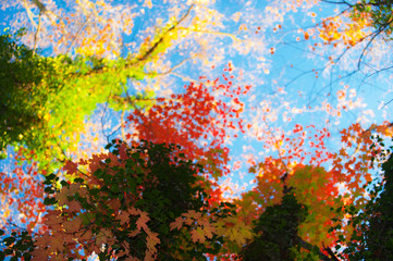 Fototapeta na wymiar Autumn foliage in the forest in a beautiful rural area in Eastern Europe