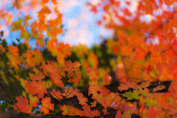 Beautiful warm autumn colors in the forest, with multicolored foliage