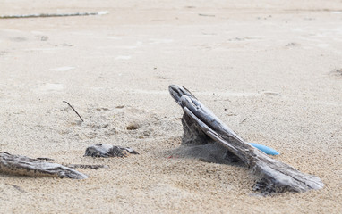 Fototapeta na wymiar Old wood carcass on the beach