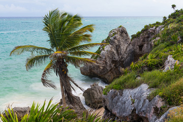 Fototapeta premium Palm tree and boulders on beach in Tulum, Mexico.
