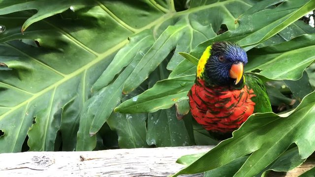 4K HD Video of one Lorikeet sitting on a wood fence watching viewer, peeking in and out of the tree. Lories and lorikeets are small to medium-sized arboreal parrots that eat nectar and soft fruits.