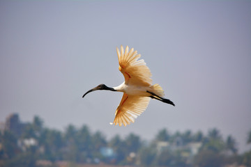 Black-headed ibis, Threskiornis melanocephalus  also known as the Oriental white ibis, Rankala lake, Kolhapur, Maharastra, India