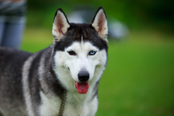 Dog breed Siberian husky