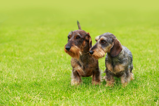 Dog Breed Wire Haired Dachshund