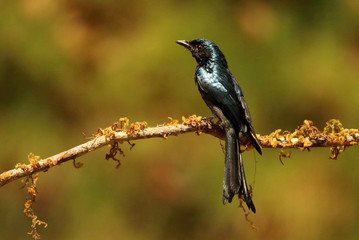 Obraz premium Bronzed Drongo, Dicrurus aeneus, Ganeshgudi, Karnataka, India