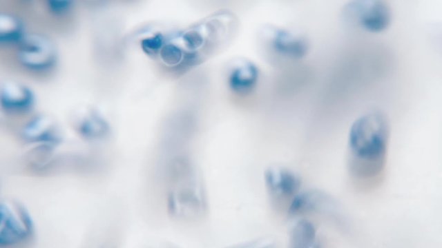 Close-up of blue bead jewelry.