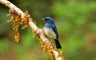 Male White Bellied Blue Flycatcher, Cyornis pallipes,Ganeshgudi, Karnataka, India