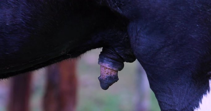 genitals of a horse male, horse body details, animals and nature
