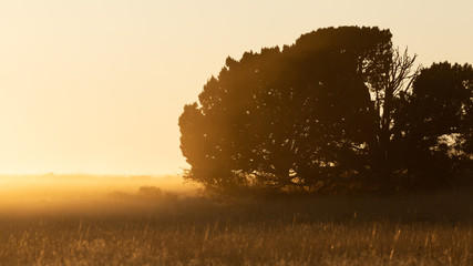 A juniper tree in a grassy field silhouetted by the setting sun on a dusty dry summer evening