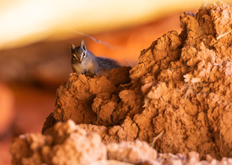 A cliff chipmunk looks over a pile of dirt under a rock ledge to see if it's safe to come out.