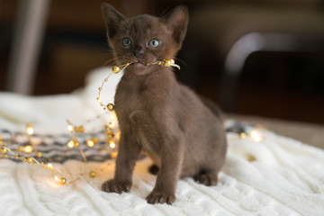 brown burmese kitten is sitting on a white sweater at home