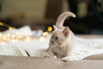 playful beige burmese kitten is sitting on a white sweater at home