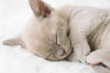 Fototapeta na wymiar beige burmese kitten sleeps on a pillow