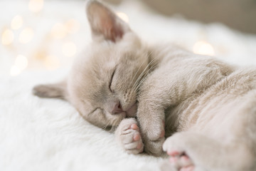 Obraz premium beige burmese kitten sleeps on a pillow
